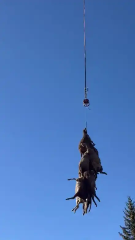 brebis attaque loup vercors