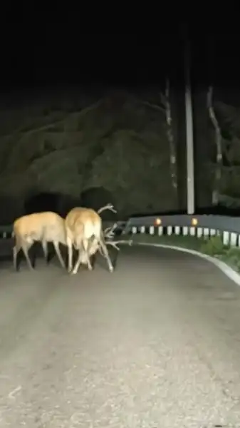 cerf par dessus la rambarde