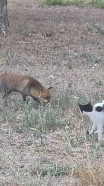 renard vs chattons