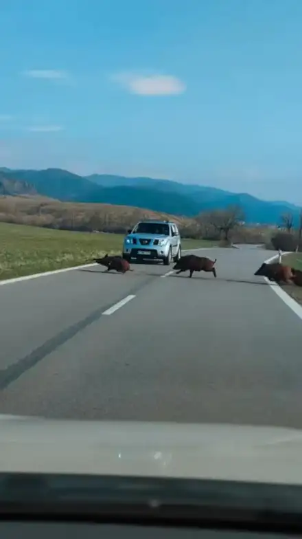 sangliers traversent