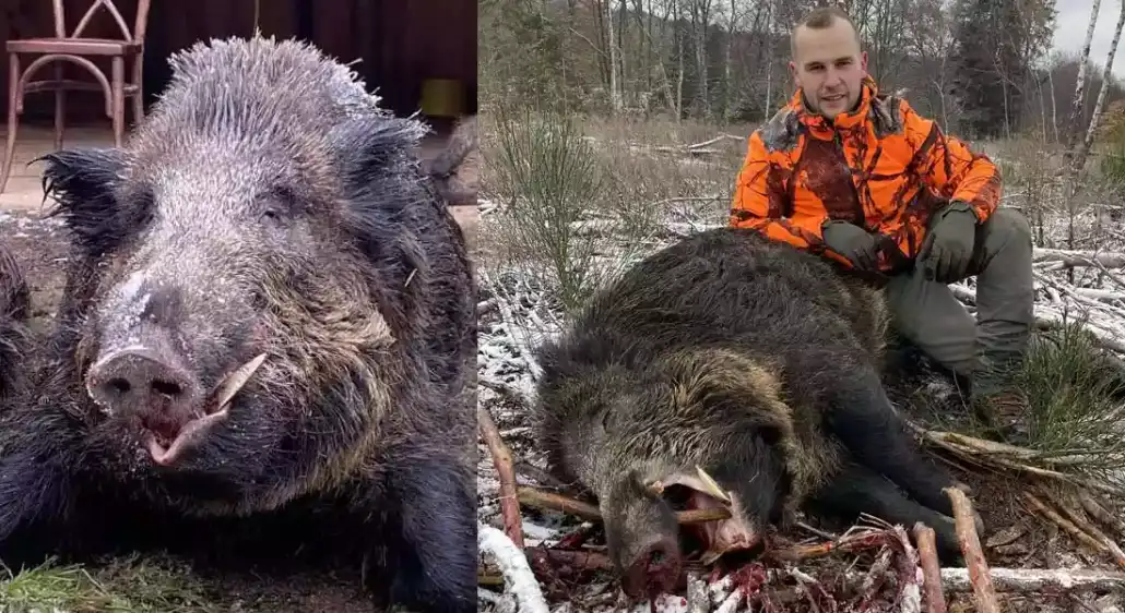Récit : un sanglier de plus de 180 kilos prélevé dans le Morvan