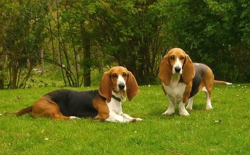Basset Artésien Normand