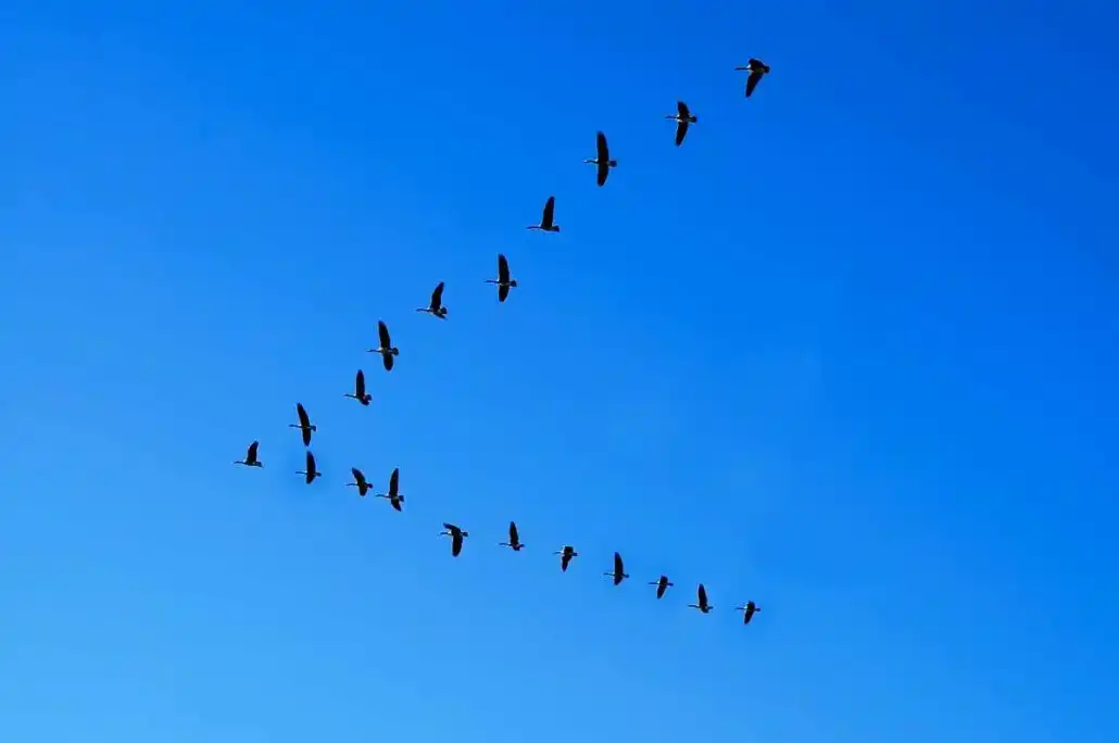 Pourquoi les oiseaux volent-ils en V ?
