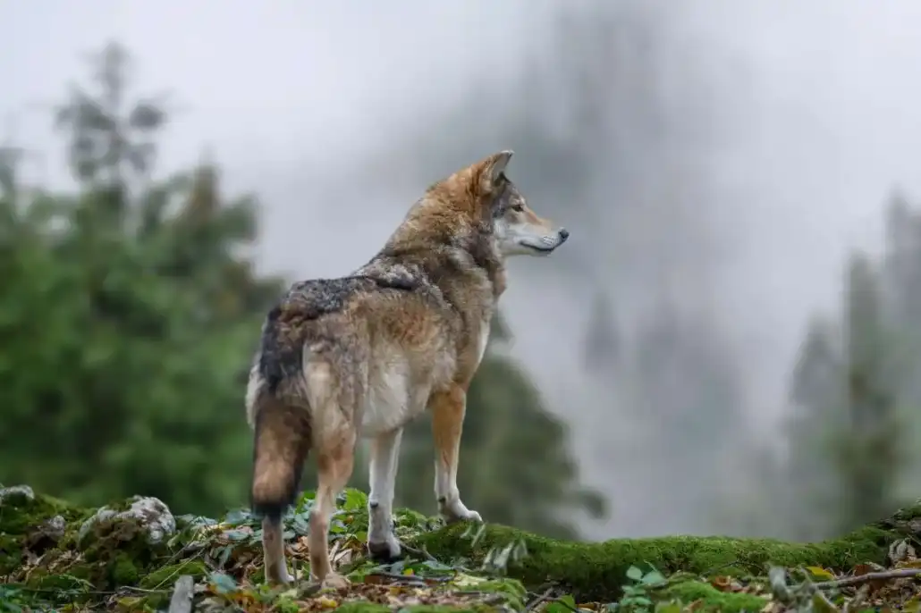 Le Loup en France : Guide complet 2026 sur une expansion qui divise