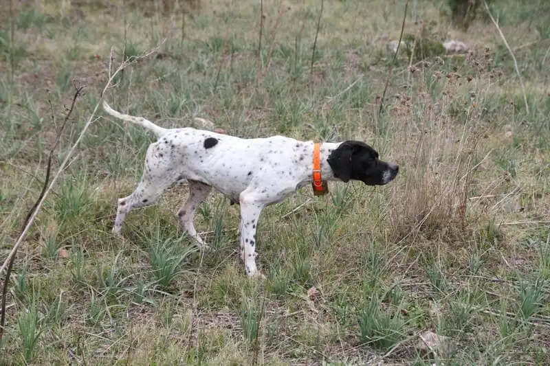 Comment choisir son collier de dressage pour chien de chasse ?