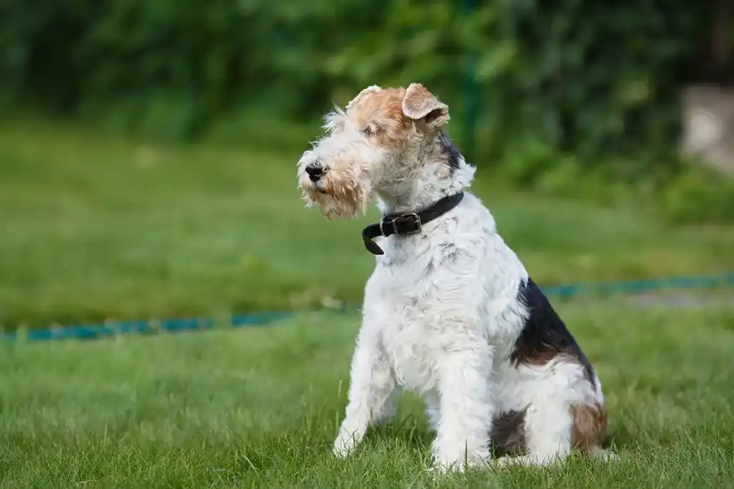 Fox terrier à poil dur