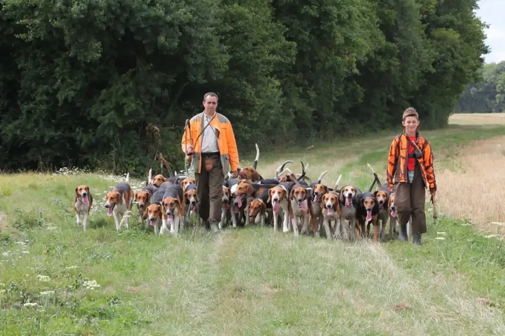 la passion du chien de chasse