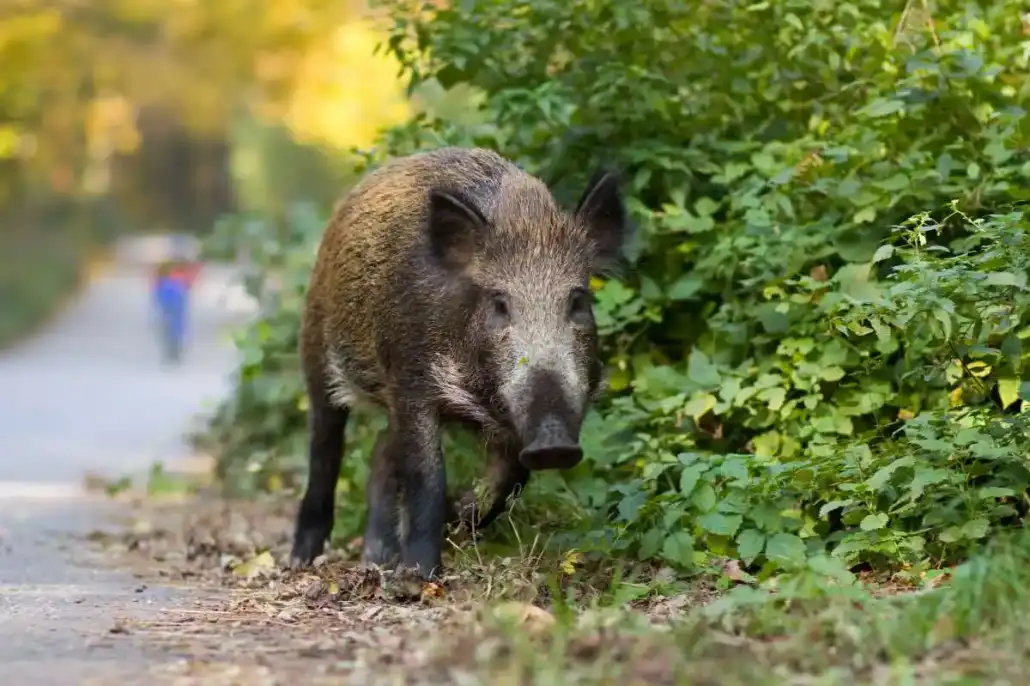 Pourquoi les sangliers s’approchent-ils des villes ?