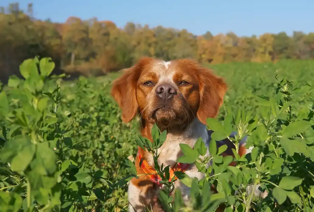 Comment démarrer un jeune chien pour la chasse?