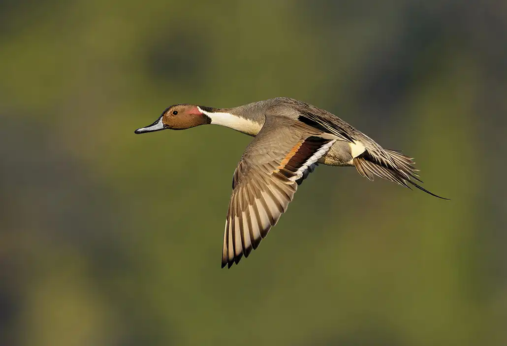 Canard pilet