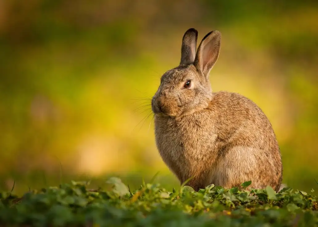 photo de lapin de garenne