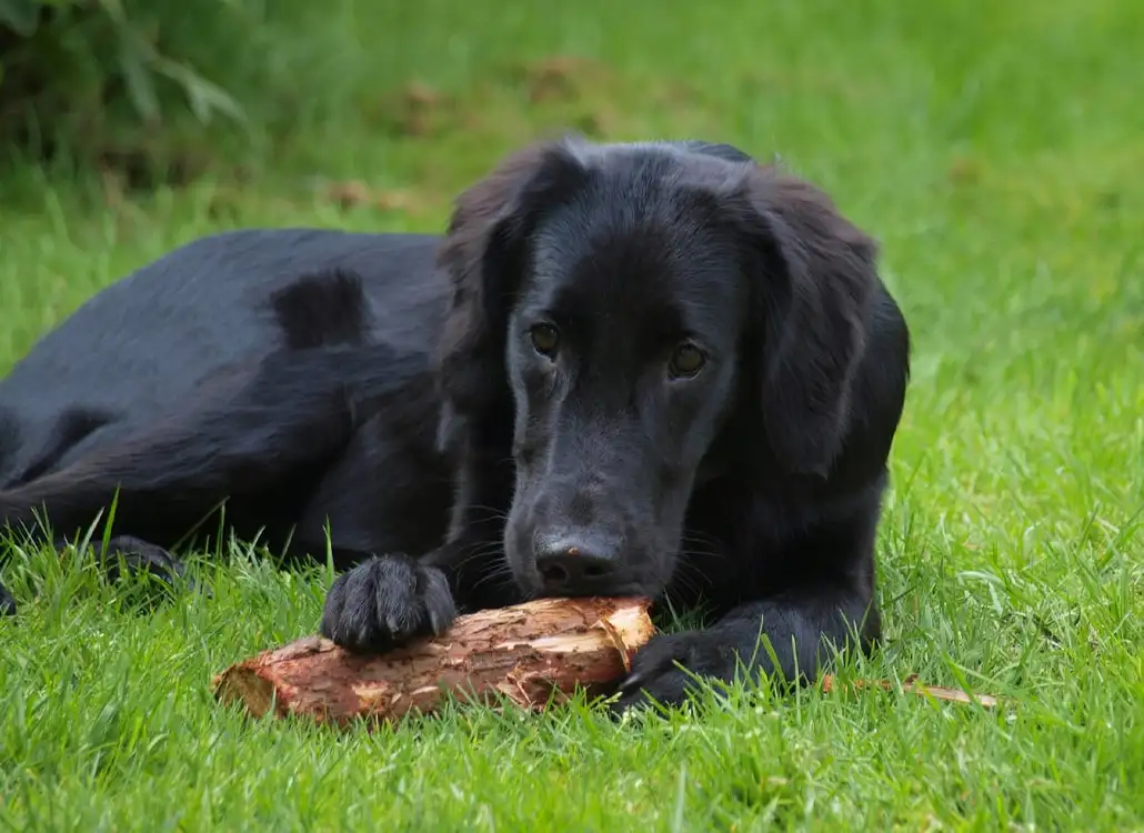 Flat-coated retriever
