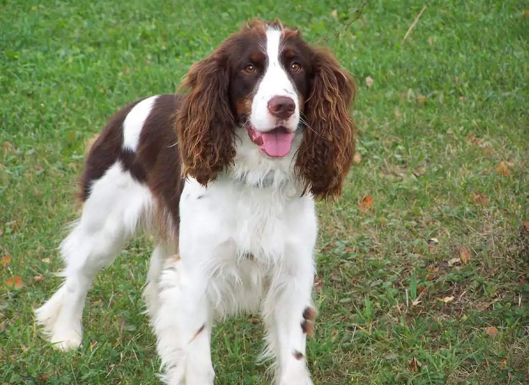 Le springer spaniel