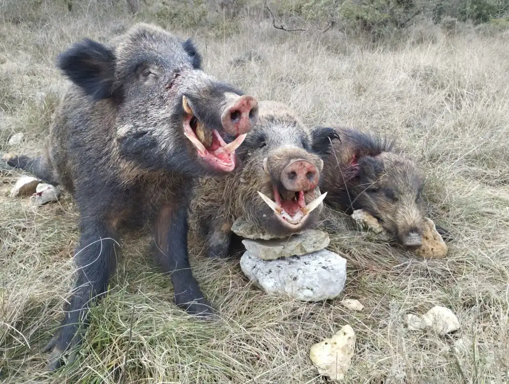 Un chasseur prélève 2 magnifiques keilers au même poste : la battue d’une vie (vidéo du tir)