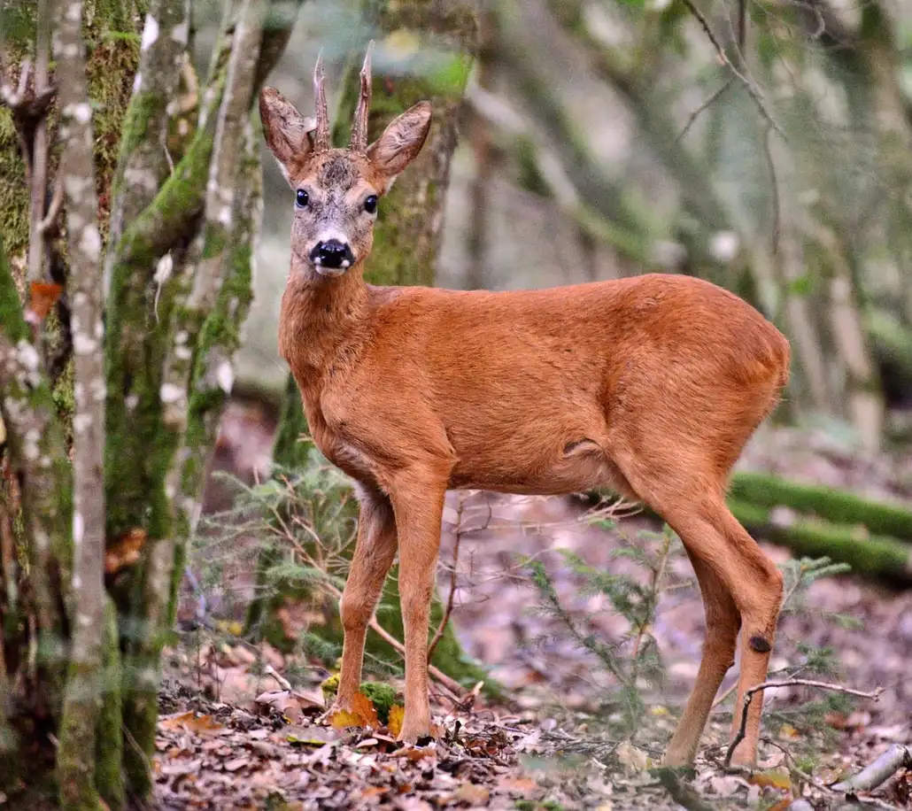 [Récit de chasse] Parce que ne pas tirer est aussi un acte de chasse, une belle rencontre avant Noël