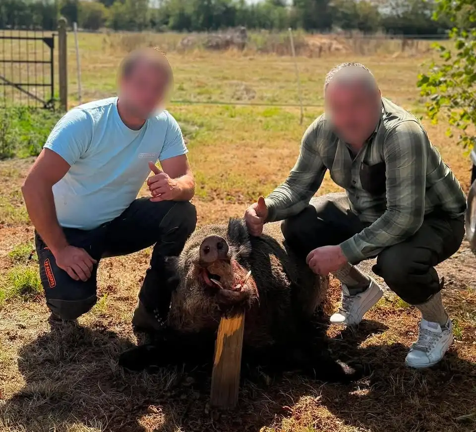 Un sanglier de 171 kilos prélevé dans l’Eure