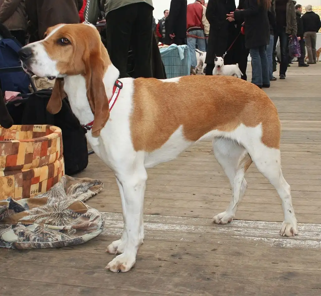 Chien courant Suisse