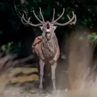 Le cerf frôle les 100 000 prélèvements en France ce qui reste pourtant loin des prévisions