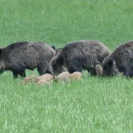 Aveyron : les agriculteurs veulent chasser le sanglier plus longtemps et toute la semaine