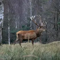 cerf en foret