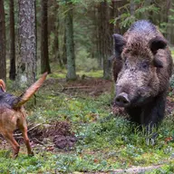 Chiens de chasse face aux sangliers : quelles sont les blessures les plus fréquentes?