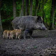 La Wallonie durcit le ton avec les sangliers