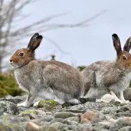 Lepus Timidus lievre variable