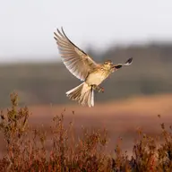 Victoire pour la chasse aux pantes des alouettes !