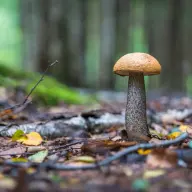 cepes