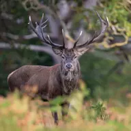 Voici le top 3 des départements où il se tue le plus de cerfs en France.