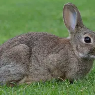 lapin de garenne