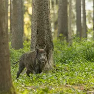 sanglier oise