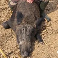 sanglier 141kg fdc35