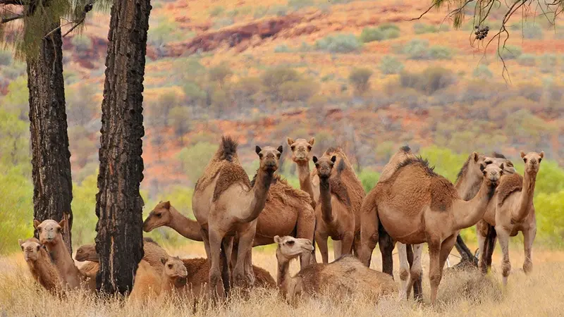 10 000 dromadaires vont être abattus en Australie