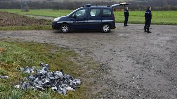 108-pigeons-mort