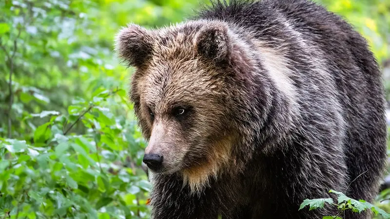 La Roumanie décide de tripler les quotas de prélèvements d’ours sur son territoire