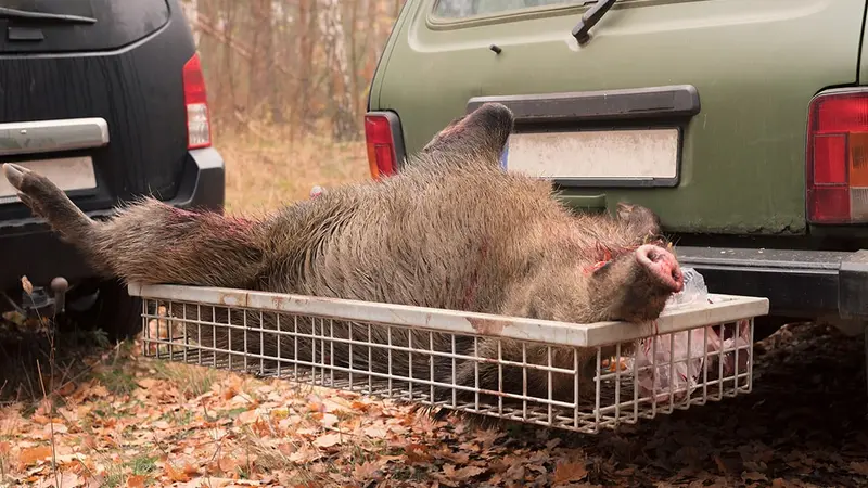 Il y a bien eu 158  sangliers de tués en une matinée dans les Ardennes, mais pourquoi ?