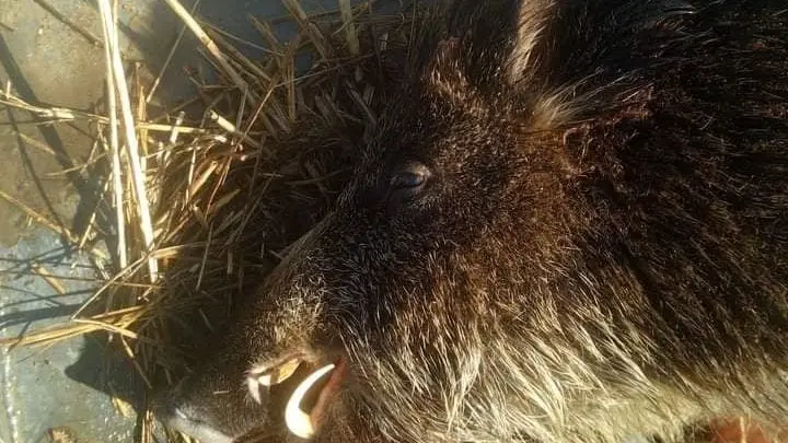 Un sanglier atypique