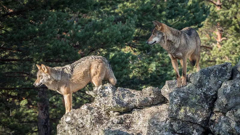 Drôme : un loup tue 4 chèvres naines devant une maison
