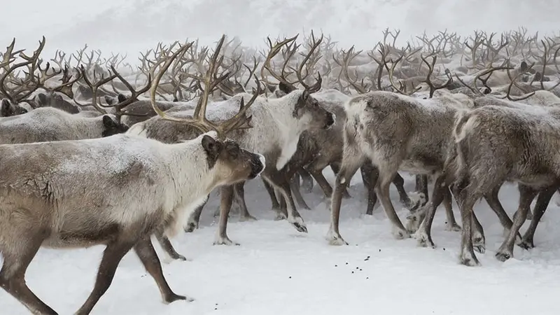 Nouvelle maladie sur le sol norvégien : 2000 rennes vont être abattus