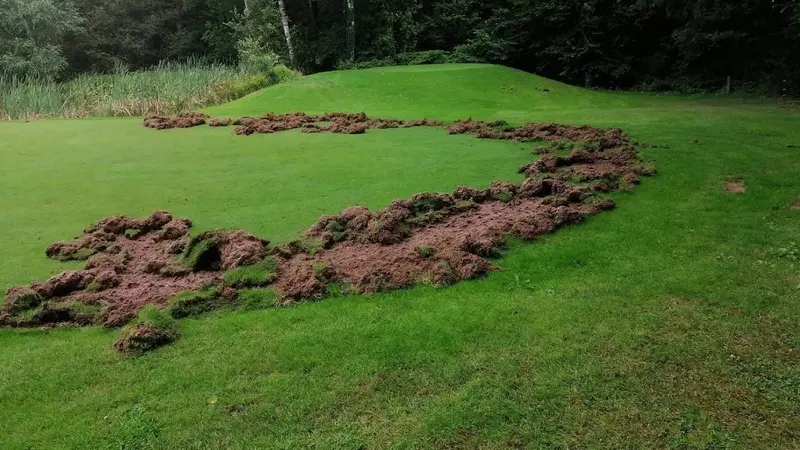 Haute-Vienne : un golf ravagé par les sangliers