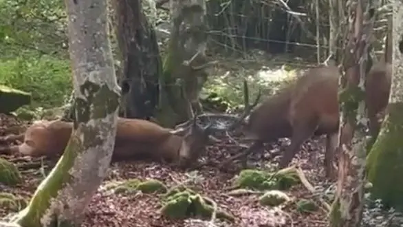 Puy-de-Dôme : les chasseurs sauvent un cerf