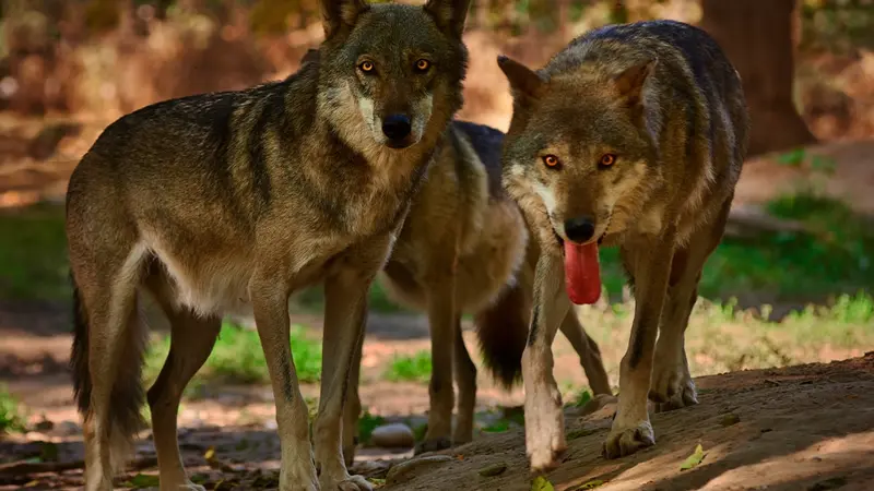 Doubs : Trois loups s’approchent dangereusement d’un chasseur et son fils de 12 ans