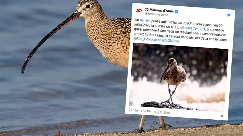 Quand 30 millions d’amis confond un courlis corlieu avec un cendré