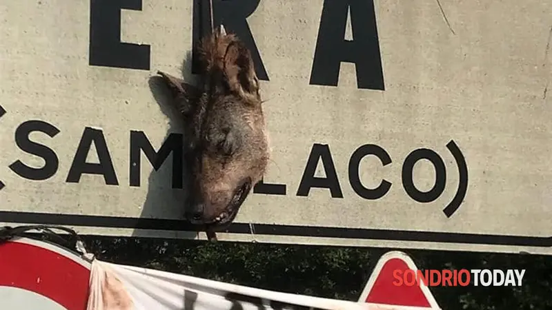 Une tête de loup pendue sur le panneau d’entrée d’un village