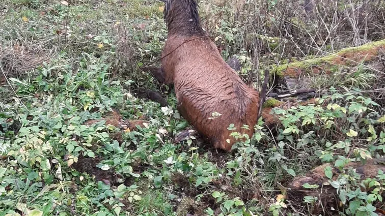 Les chasseurs sauvent un cerf tombé dans un canal dans le Puy-de-Dôme