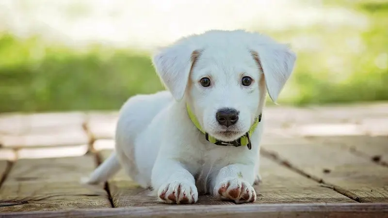 chiot