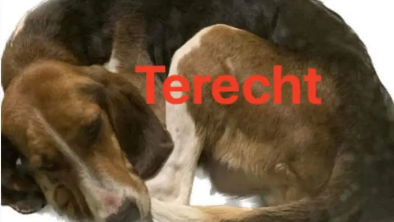 Charente-Maritime : un chasseur perd son chien et le retrouve 1000km plus loin aux Pays-Bas
