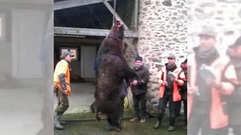 Un sanglier de 240 kilos a t-il été vraiment prélevé à côté de Rennes?