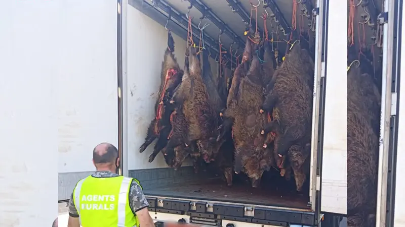 Un camion frigorifique contenant 344 sangliers transportés illégalement intercepté en Catalogne
